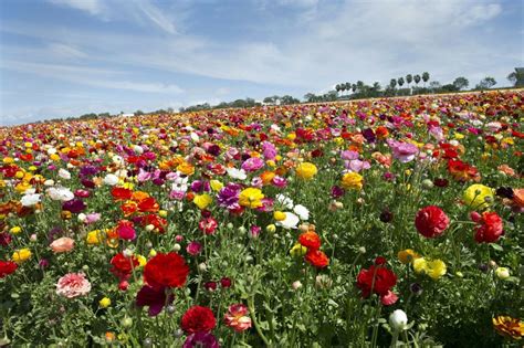 Roses & raspberries – San Diego Union.